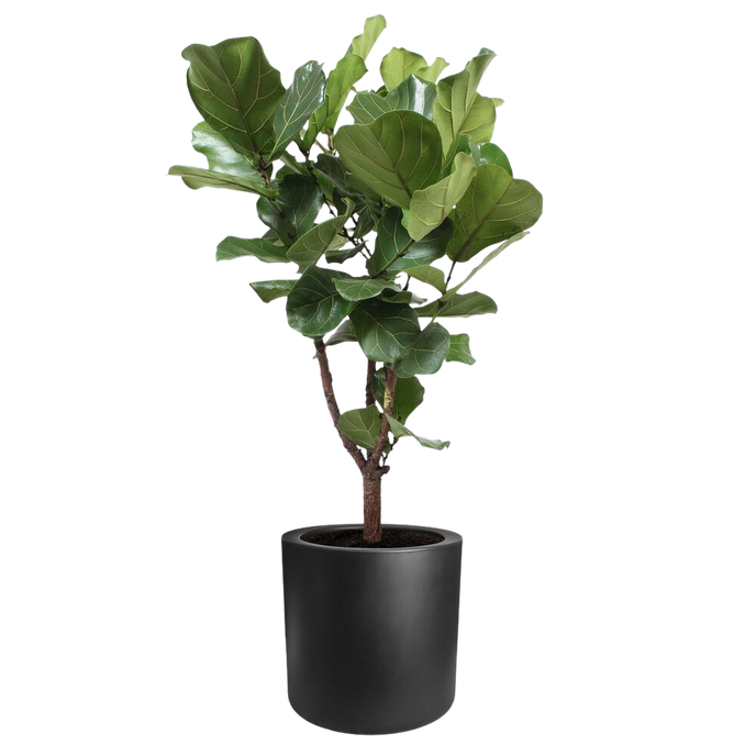 pure cilinder wheels 50 noir